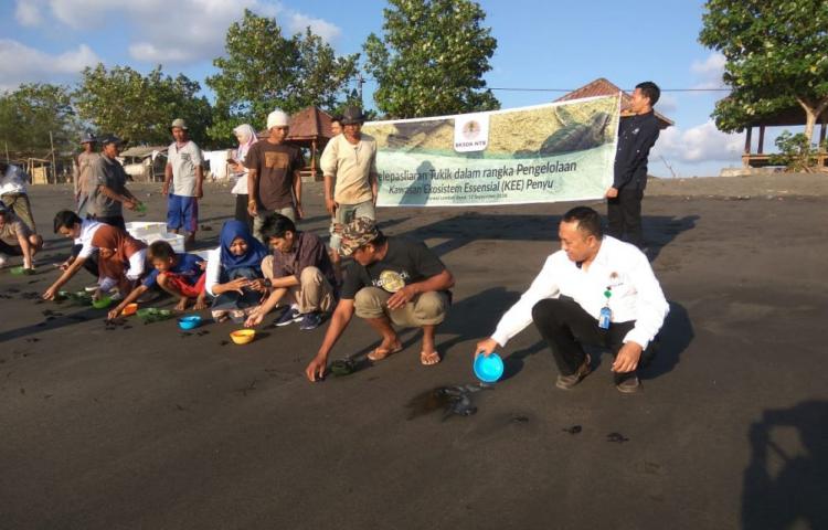 BKSDA NTB Lepasliarkan Penyu Hijau