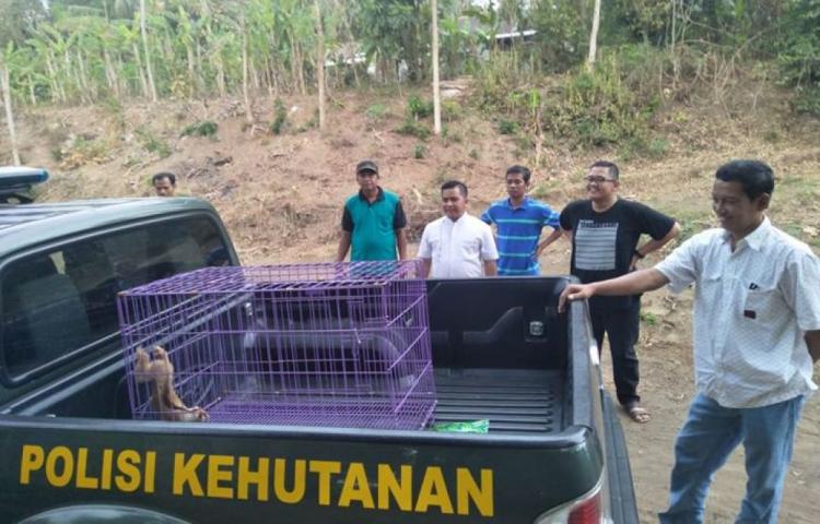 BKSDA Yogyakarta Evakuasi Kukang Jawa