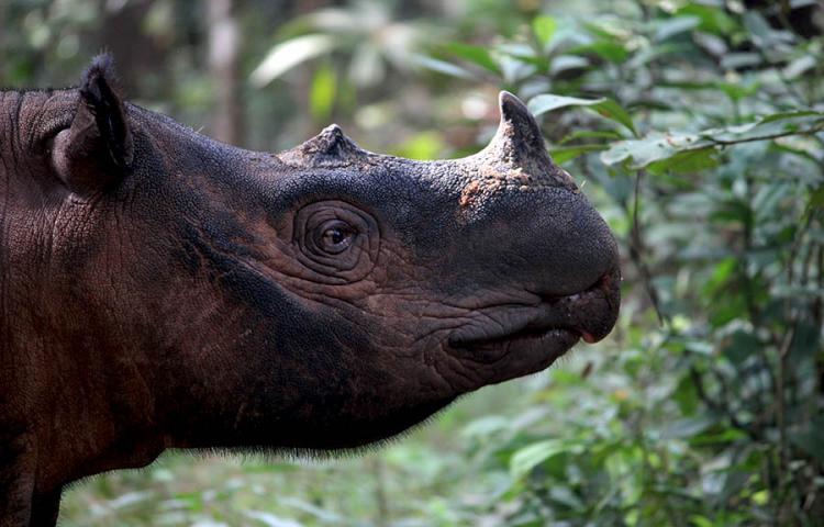 Bahaya Luar Biasa, Andai Cula Badak dan Tulang Harimau Dilegalkan di China
