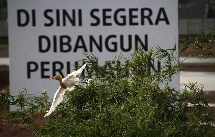 Burung-burung yang Mulai Tergusur dari Bandung