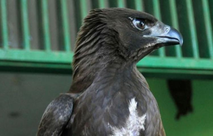 Gakkum KLHK ungkap sindikat perdagangan satwa liar dilindungi