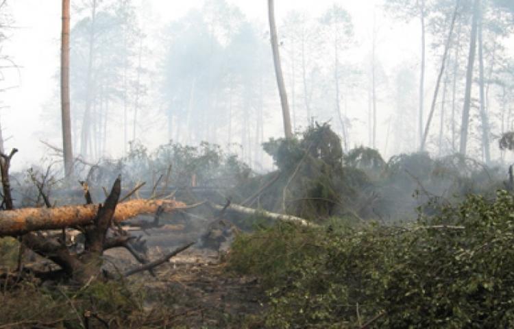 Gama Plantation: Pemberitaan Kebakaran Lahan Mispersepsi