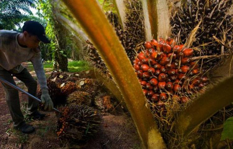Gama Plantation Tegaskan Area Sawit Perusahaan Tak Terbakar