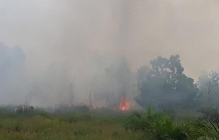 Hingga Agustus, 135 Hektare Lahan Tanjab Barat Habis Terbakar