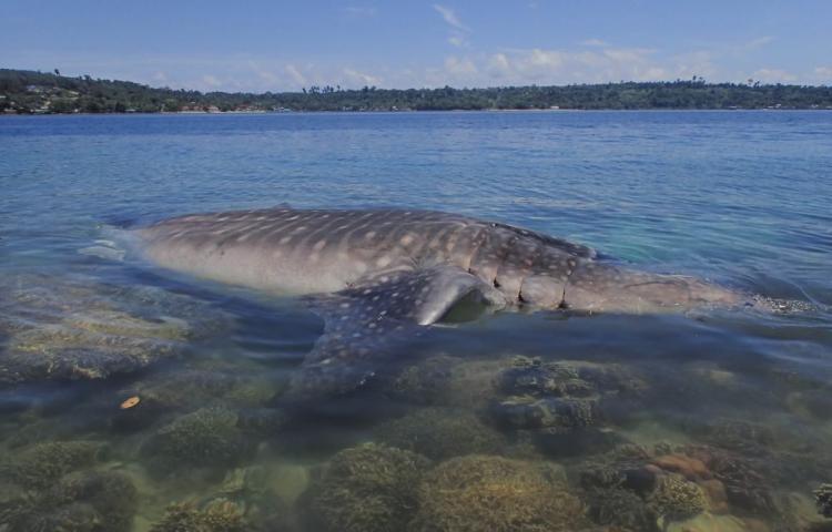 Hiu Paus Terdampar di Pulau Mansinam