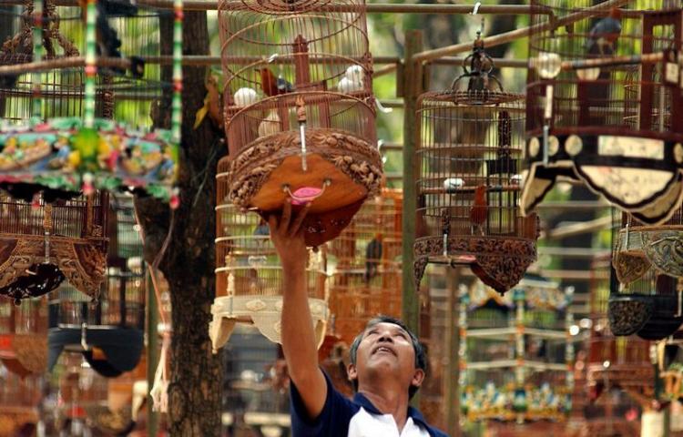 Hobi Terlarang Kicau Mania