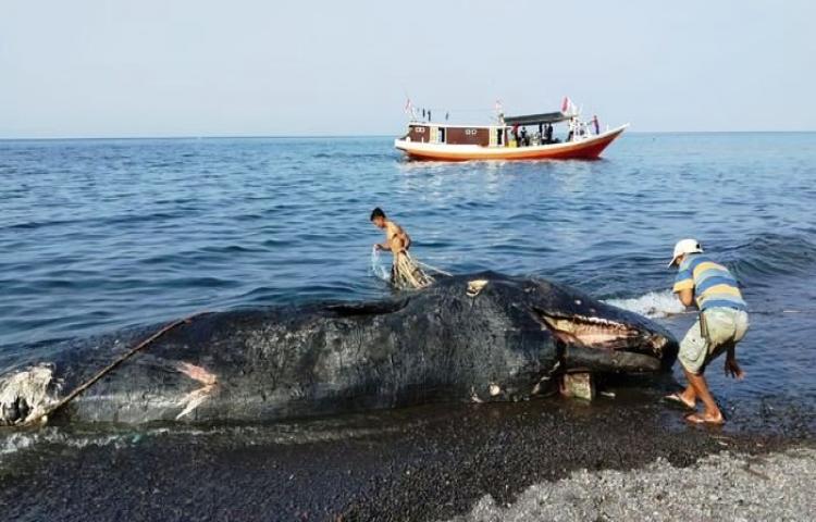 Home  » News  » Sains Benarkah Banyak Mamalia Laut Terdampar Terkait dengan Gempa?