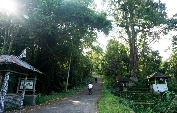 Hutan Adat Besikalung yang Terletak di Kaki Gunung Batukaru Ditakuti Pemburu