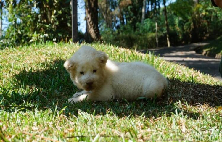 Imut, Seekor Bayi Singa Putih Lahir di Taman Safari Prigen