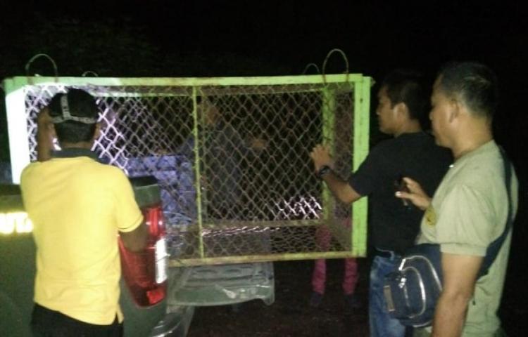 Jebakan Kerangkeng Sudah Dipasang, Beruang Madu yang Teror Warga Pelalawan Malah Tak Muncul Lagi