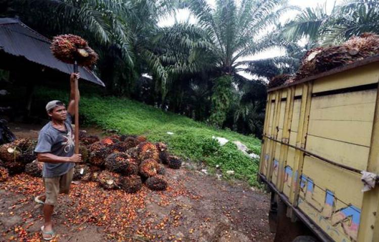 KELAPA SAWIT BERKELANJUTAN: Perlindungan Gambut Jadi Pertimbangan Syarat RSPO