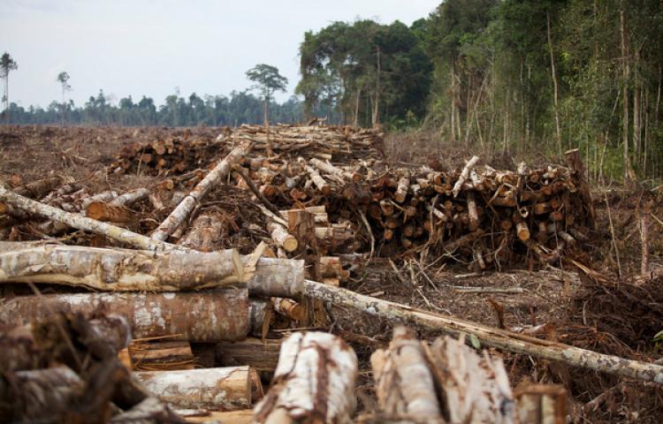 KLHK Meminta Pengadilan Segera Eksekusi Perusahaan Perusak Hutan