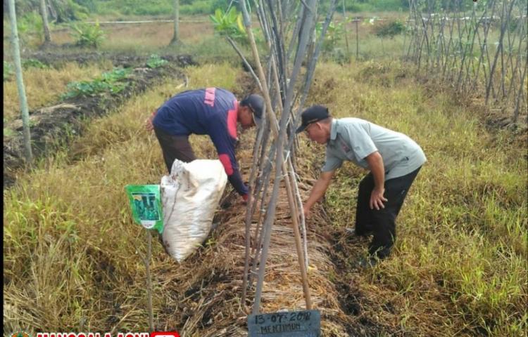 Karhutla Indonesia Menarik Perhatian Norwegia