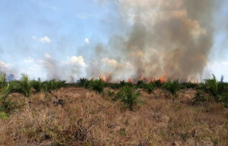 Karhutla di Tanjung Putus Pangkalan Kerinci Mulai Padam, BPBD : Tinggal Asap Tipis Lagi