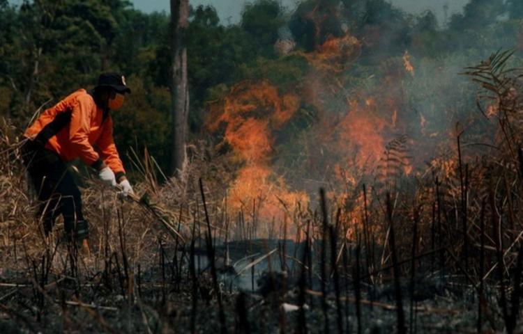 Kata Ahli Pidana Tentang Prinsip Tanggung Jawab Kebakarakan Hutan