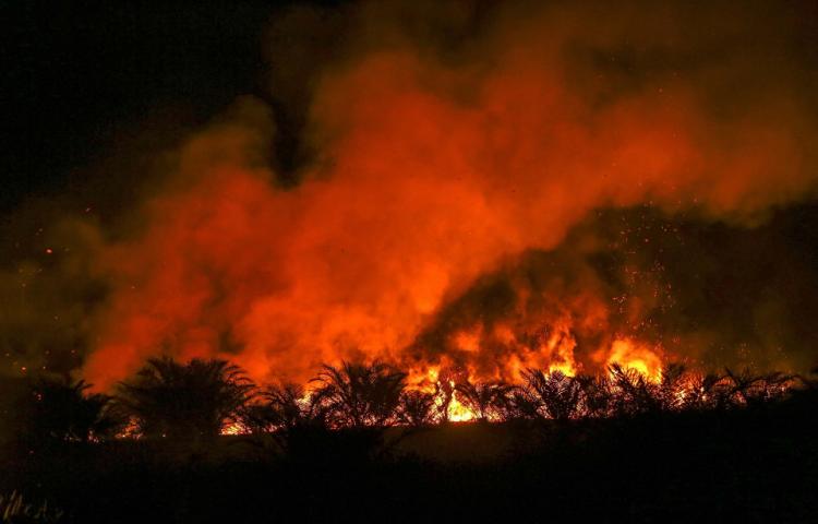 Kebakaran Lahan di Kalsel Capai 2.400 Hektare