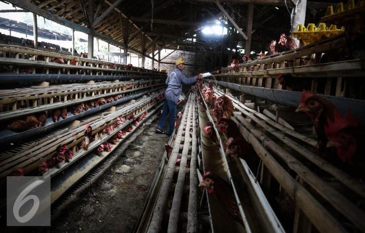 Kotoran Ayam Bisa Menghasilkan Tenaga Listrik, Begini Caranya