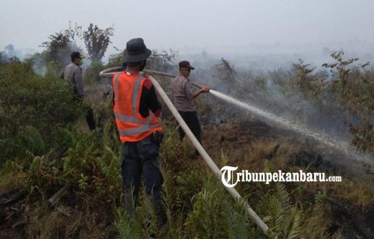Lima Hektar Lahan Terbakar di Desa Kesuma Pelalawan, Tim Gabungan Lakukan Pendinginan