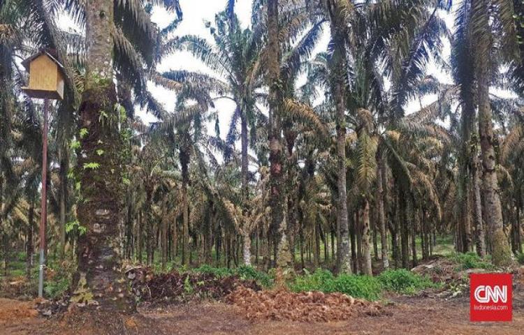 Moratorium, KLHK Evaluasi Izin Lahan Sawit 2,5 Juta Ha