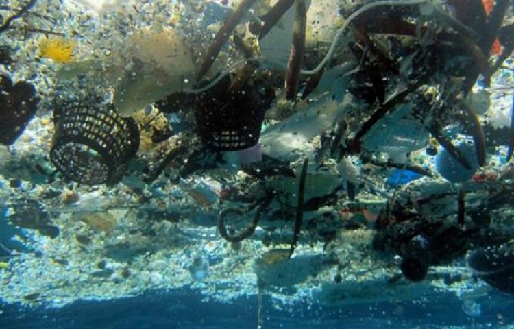 Ngeri, Sampah Plastik Ditemukan di Perut Semua Hewan Laut