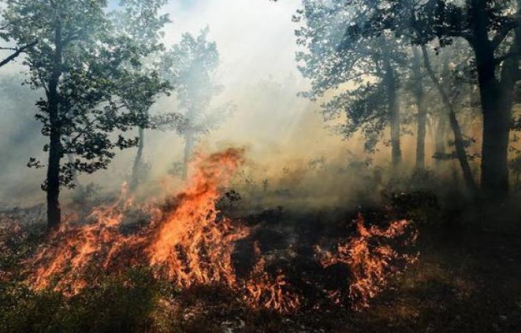 Pemerintah Menang Kasasi, Pembakar Hutan Dihukum Denda Rp979 Miliar