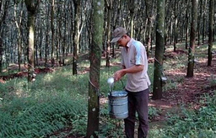 Pemerintah Uji Coba Peremajaan Karet 1.000 Hektare