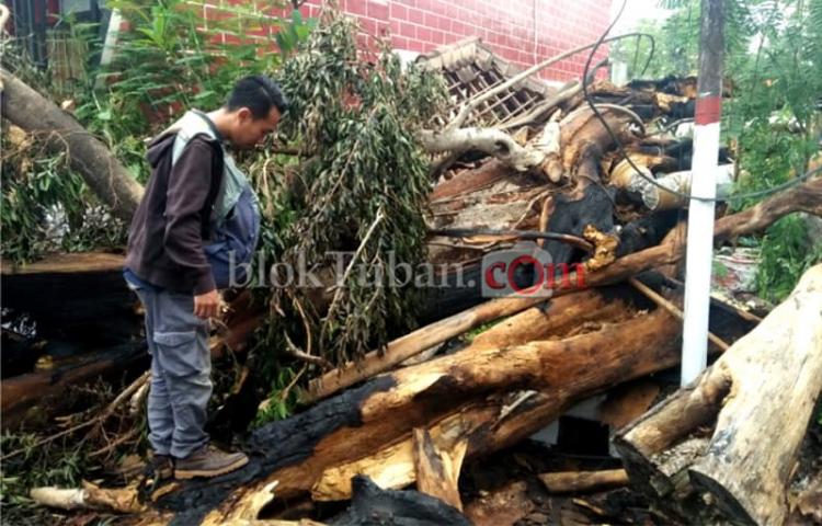Pohon Terbakar Sendiri Bukan Hal Aneh? Ini Penjelasannya