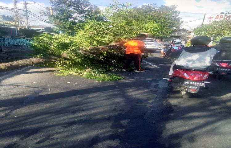 Pohon perindang tumbang jalur Darmasaba