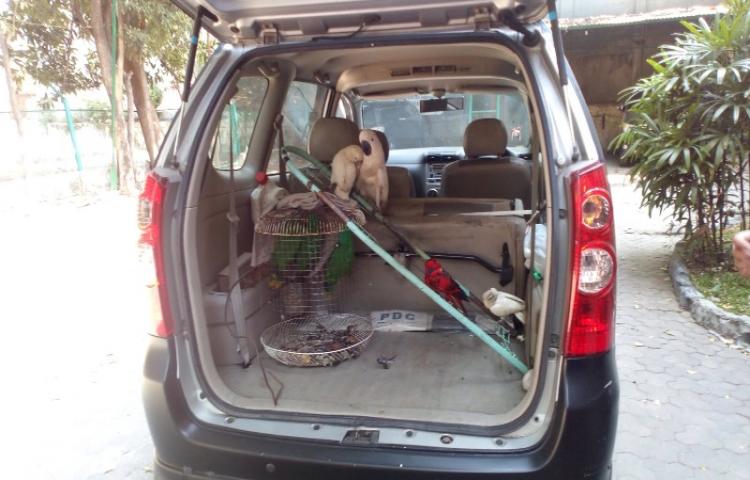 Polisi Gagalkan Penyelundupan Satwa Dilindungi di Perairan Surabaya