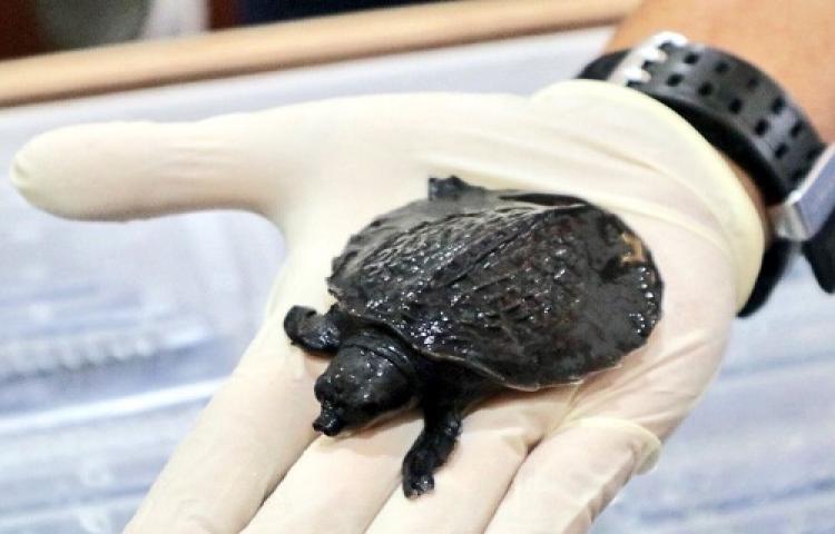 Ratusan Kura-kura Moncong Babi Selundupan Dipulangkan ke Indonesia