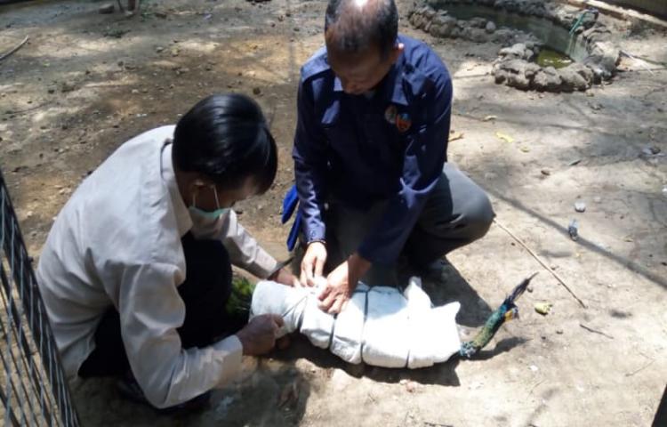 Satgas KLHK Sita Jalak Bali dan Merak dari 2 Tempat Wisata di Kuningan