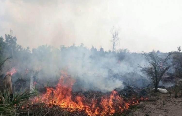Setengah Hektar Lahan Milik Warga Terbakar