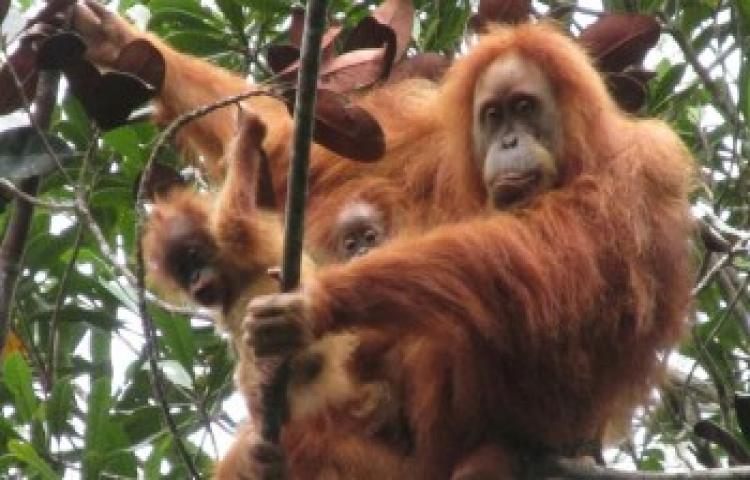 Studi: Orangutan Tapanuli Rentan terhadap Gangguan di Habitatnya