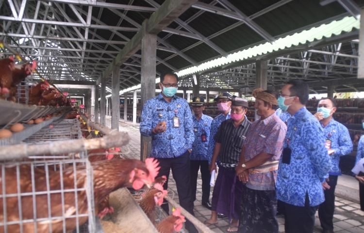 Bantuan Ternakan Ayam - Kursus Ternakan Ayam Daging Online Maria