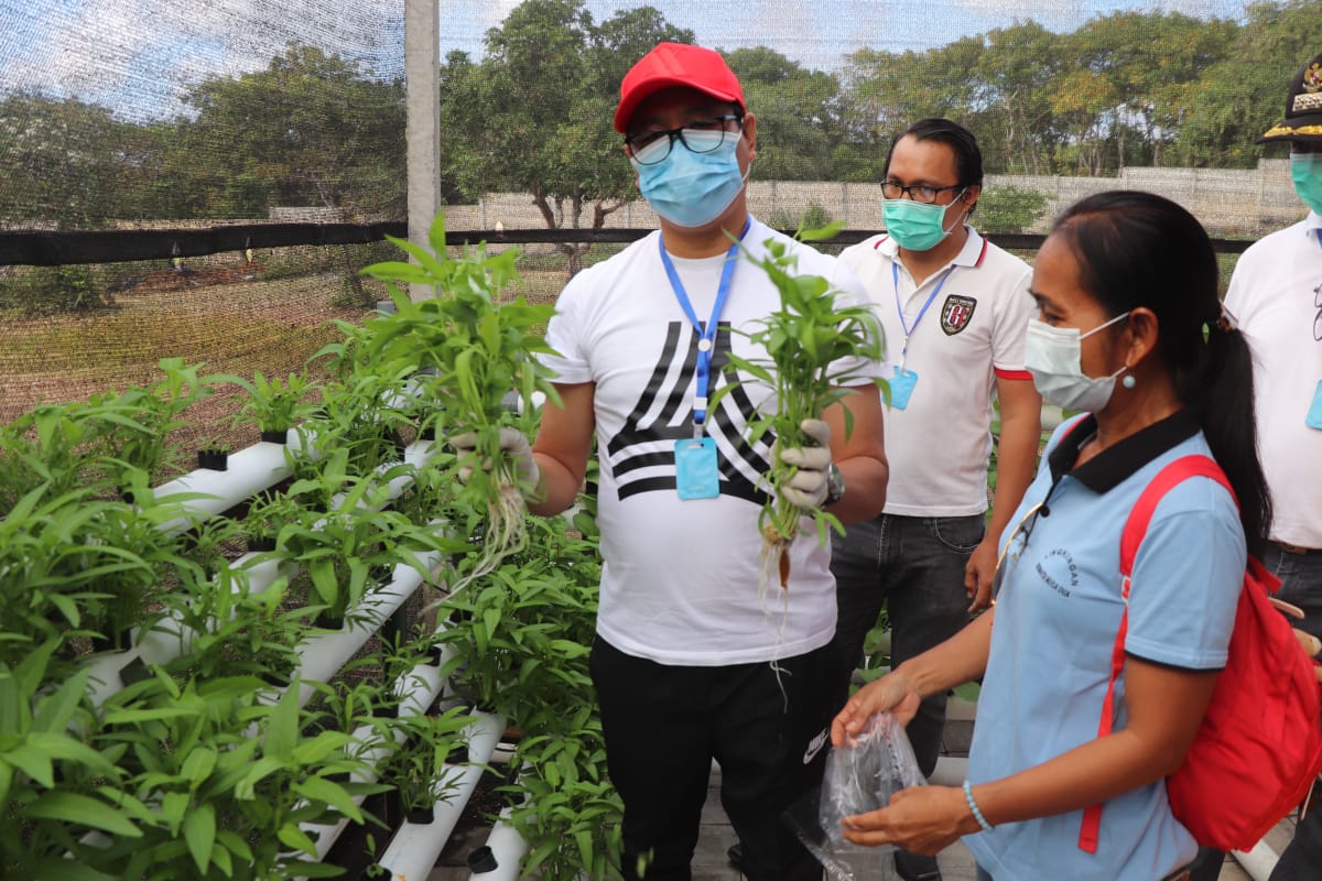 Berpartisiapasi Dalam Program Mandiri Lorong Garden, Wabup Suiasa Apresiasi Masyarakat Dalam Melaksanakan Urban Farming