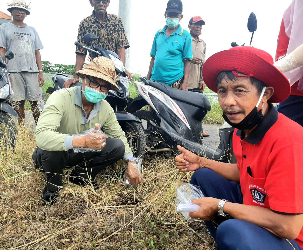 Antisipasi Serangan Hama Tikus, Dinas Pertanian Gencarkan "Gerdal" dan Jajaki Burung Hantu