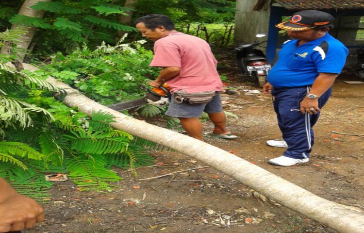 Pohon Tumbang mengakibatkan 1 orang meninggal