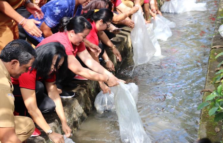 Kegiatan Restocking di Subak Lebud, Baha  Ny. Seniasih Giri Prasta Tebar 114 Ribu Benih Ikan