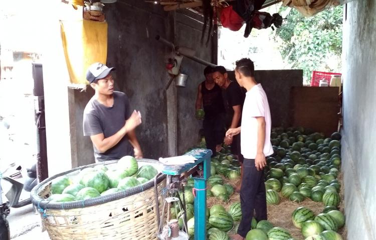 17 Tahun Menggeluti Pertanian Buah Semangka, Gus Manto Kini Menjadi Sudagar Semangka.