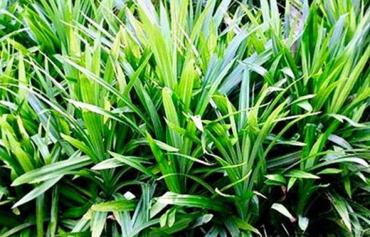 Berikan Profit Tinggi Budidaya Pandan Semakin Diminati di Abiansemal