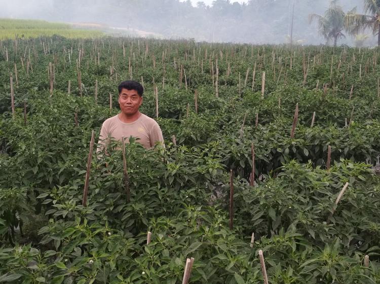 I Made Naya si Sodagar Cabai Lombok