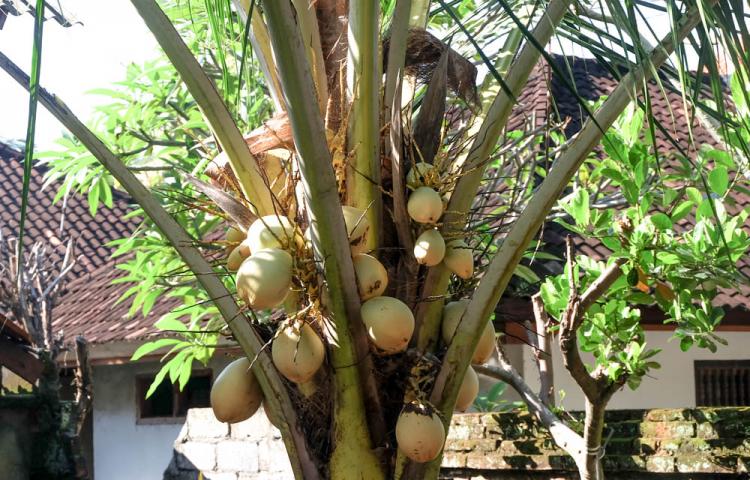 Kelapa, kel anggo apa?