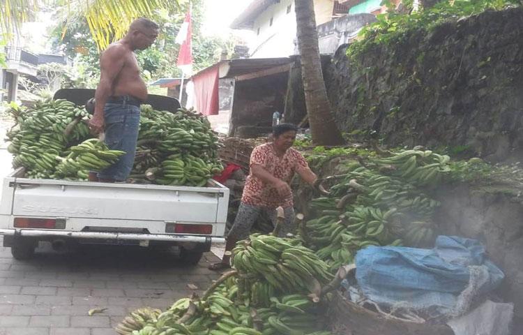 Kelompok Pisang Br. Pande Abiansemal Masih Tetap Eksis Sampai Saat Ini