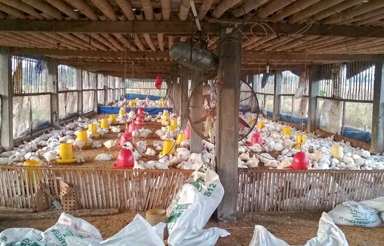 Mengais Rupiah Dari Kandang Broiler