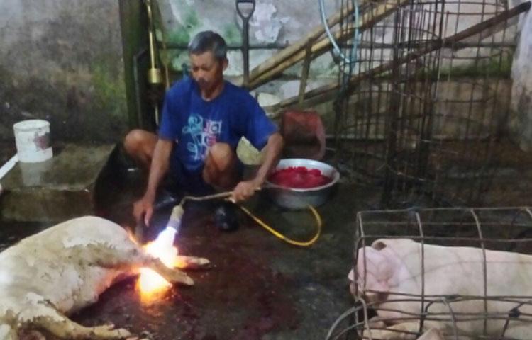 Meraup Rupiah Sebagai Jasa Tukang Jagal