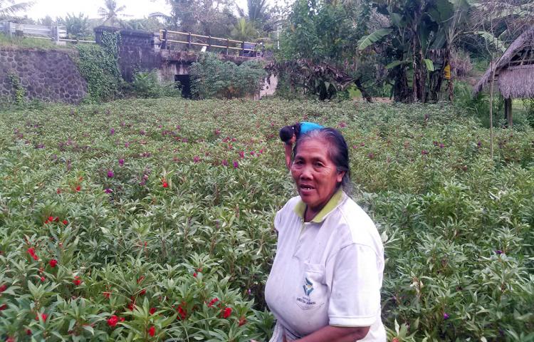 Pacar, Komoditi Desa Abiansemal