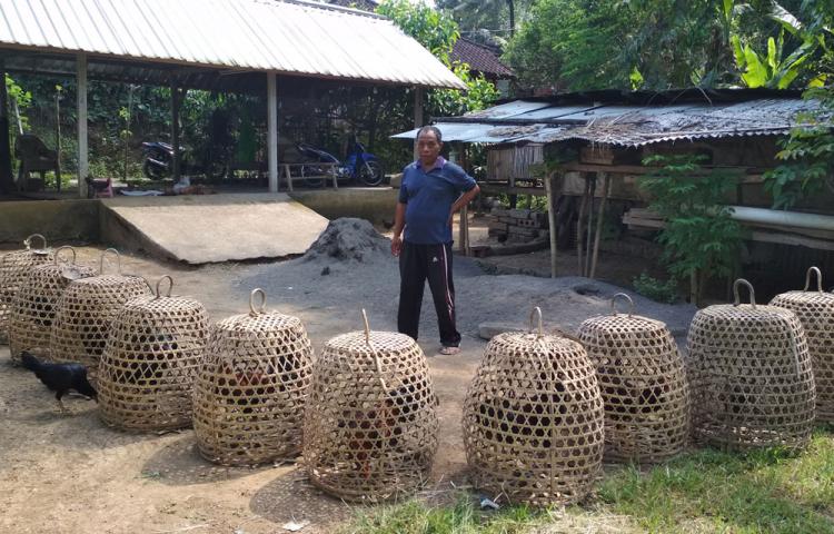Pak Macong si Peternak Ayam Aduan.