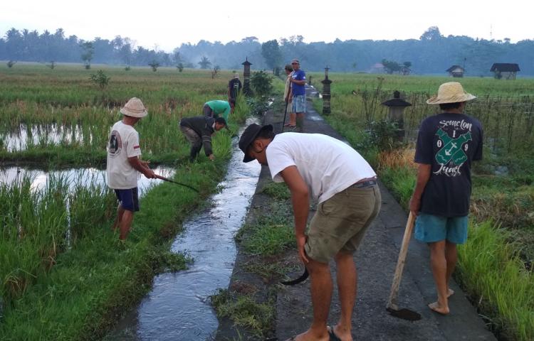 Persiapan Bercocok Tanam Padi, Krama Subak Citra Giat Melaksanakan Gotong Royong.