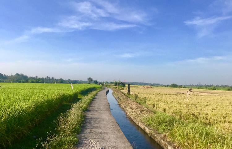Petani Subak Uma Gerih Abiansemal  Berhasil Panen Musim ini