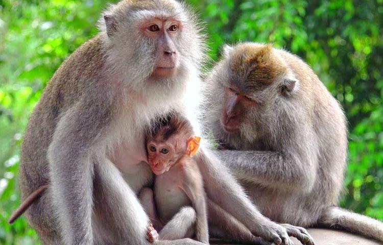 Tiga Puluh Delapan Tahun, Macaca Fascicularis Diami Desa Gerih